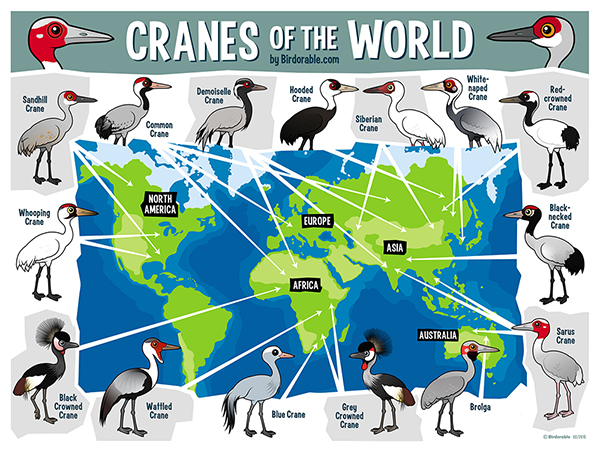 Cranes of the World map by Birdorable