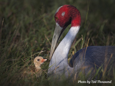 Sarus Crane chick Curry with mother Chandini at the International Crane Foundation