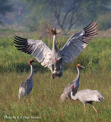 Dancing Sarus Cranes in India.