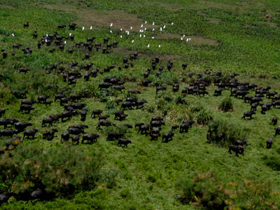 Zambezi Delta Buffalo, Mozambique
