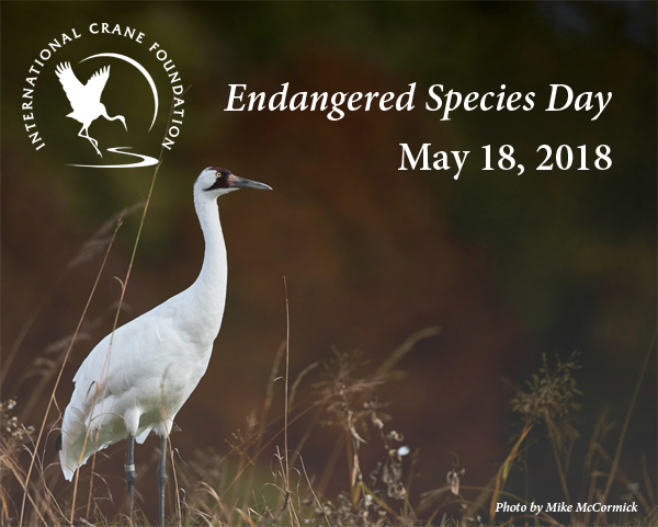 Top Ten Whooping Crane Facts for Endangered Species Day - International  Crane Foundation