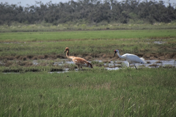 First Whooping Cranes spotted in south Texas in fall 2018!