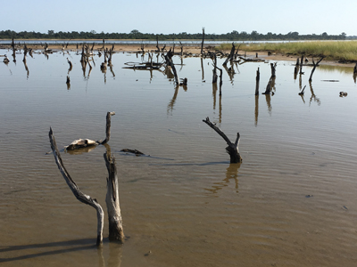 flooded_mangroves_senegal_400