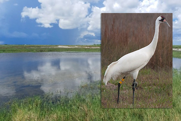 A beautiful fresh water pond in coastal Texas with clouds reflected on the still surface. Green wetland vegetation surrounds the pond. Inset photo: An adult Whooping Crane with yellow and silver bands on its legs.