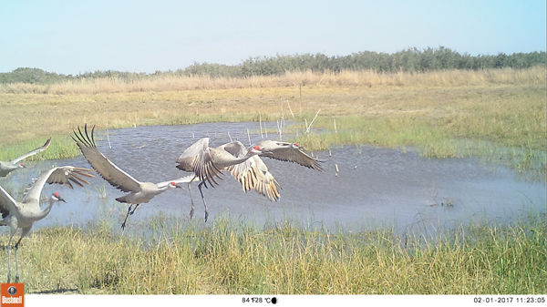 Sandhill Cranes visiting freshwater pond in Texas.