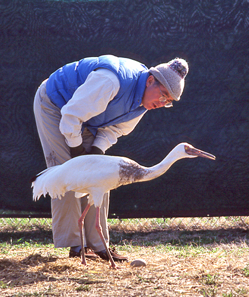 George Archibald with Siberian Crane at the International Crane Foundation in Baraboo, Wis.