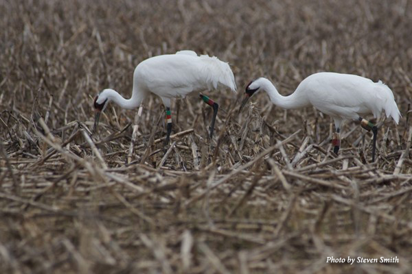 Whooping Cranes at Goose Pond Fish and Wildlife Area, Indiana.