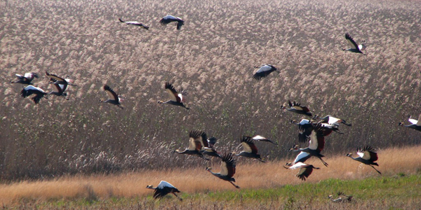 Grey Crowned Cranes Chrissiesmeer Reed Pan