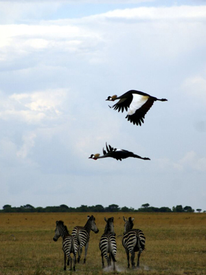 grey_crowned_cranes_zebras_zambia_300