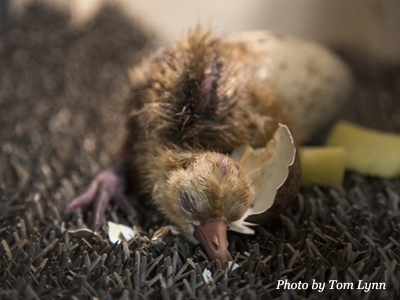 Whooping Crane chick hatching, International Crane Foundation