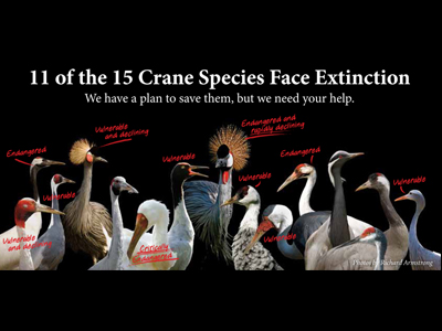 11 of 15 crane species face extinction