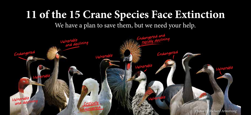 11 of the 15 Crane Species Face Extinction