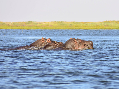 A group of hippos loll in the water on the Kafue Flats, Zambia.