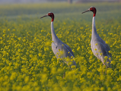 Indian Sarus Cranes
