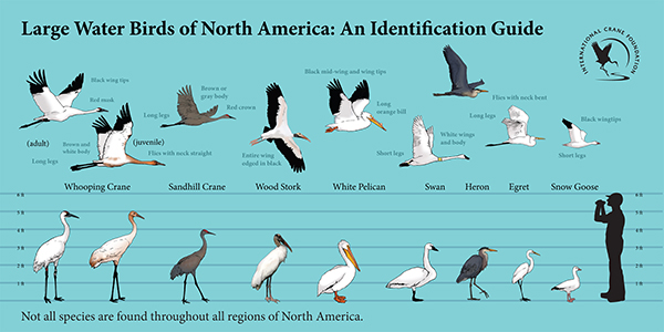 Large Water Birds of North America: An Identification Guide