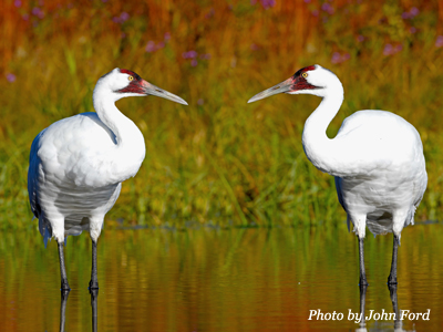 Whooping Crane pair. Photo by John Ford