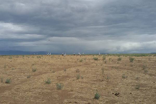 Wattled Cranes at Melka Wakena reservoir in Ethiopia