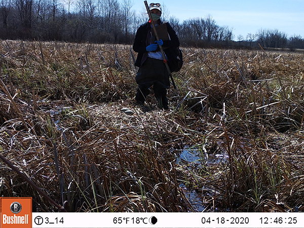 Field staff setting up a nest camera at White River Marsh.