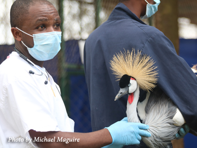 Olivier Nsengimana examines captive Grey Crowned Crane before release in Rwanda.