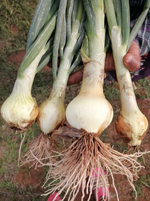 Four large onions are held by one of the farmers.