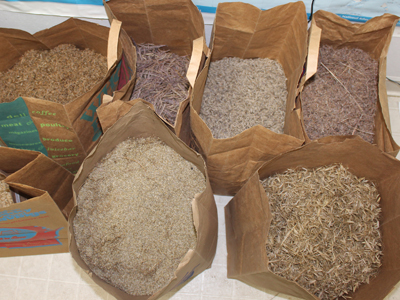 Seeds collected for prairie restoration at International Crane Foundation headquarters