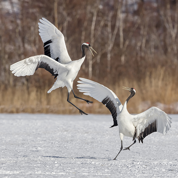 Two Red-crowned Cranes spar in Hokkaido, Japan. Photo by Ted Thousand