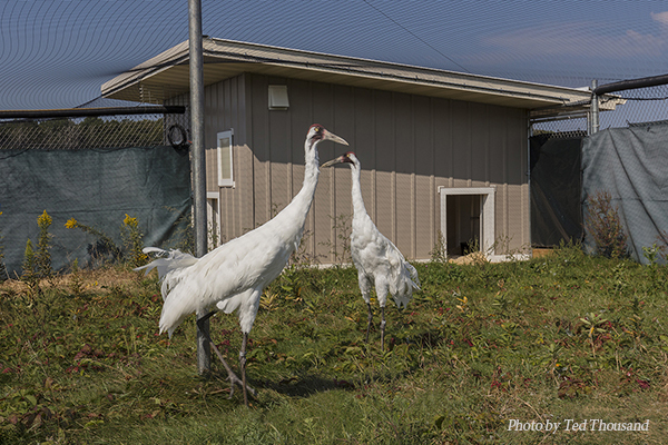 Whooping Crane pair in Crane City at the International Crane Foundation.