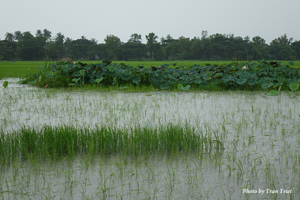 Rice fields with natural wetlands in the Aeyearwady Delta, Myanmar.