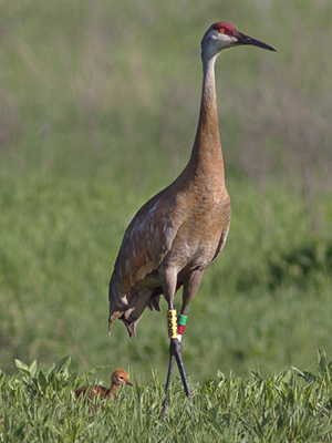 Banded Sandhill Cranes in central Wisconsin.