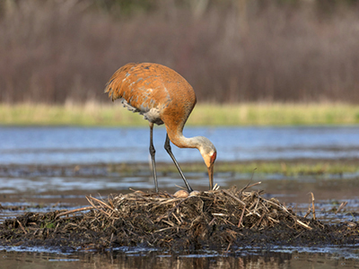 A Sandhill Crane tends to two eggs on its nest.