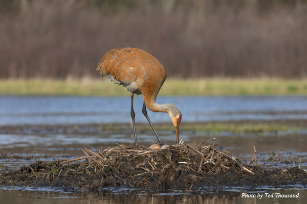 Adult Sandhill Crane on nest with two eggs.