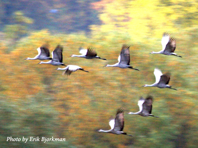 Sandhill Cranes take flight at Ridgefield National Wildlife Refuge