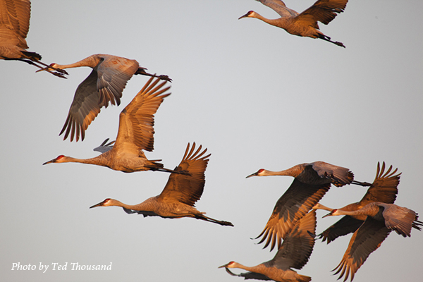 Sandhill Cranes in flight. Photo be Ted Thousand