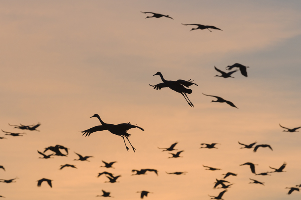 Sandhill Cranes come in for a landing