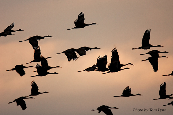 Cranetivities – Fall Migration - International Crane Foundation
