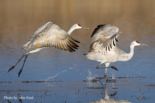 Two Sandhill Cranes take flight. Photo by John Ford