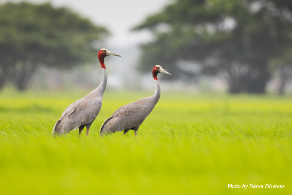 Sarus Cranes in rice field in Myanmar.