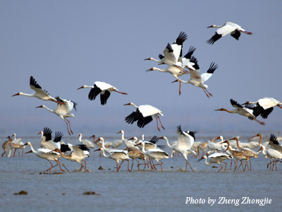 Siberian Cranes at Poyang Lake, China.