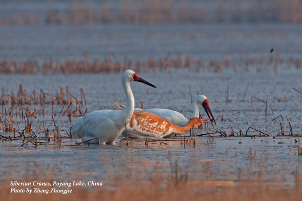Siberian Cranes at Poyang Lake, China