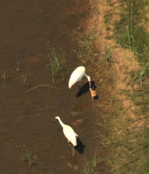 An aerial photo of two adult cranes in a marsh. One crane is bending down to feed a small chick.