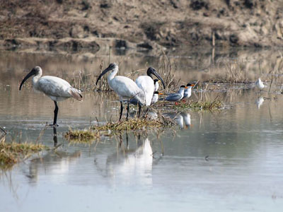 waterbirds_fish_ponds_india_400