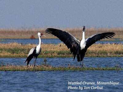 Wattled Cranes, Zambezi Delta, Mozambique