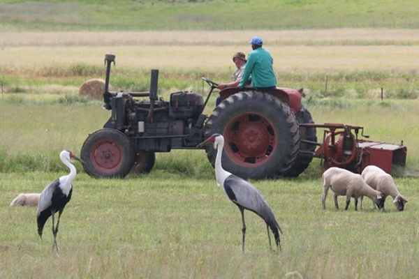 Two Wattled Cranes forage on pasture land with sheep. A tractor with two men drives past in the background.