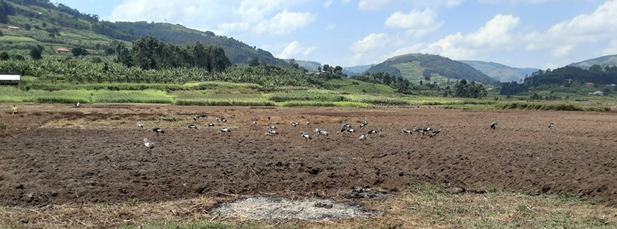 Grey Crowned Cranes feed on an agriculture field that was formerly a wetland in Uganda.