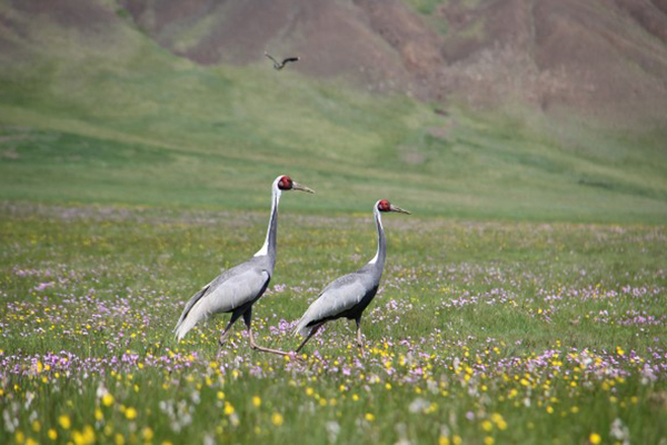 Two White-naped Cranes stand on a beautiful grassland decorated with purple and yellow flowers in Mongolia.