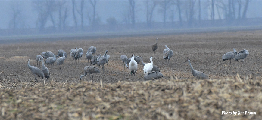 Two Whooping Cranes stand in a flock of Sandhill Cranes in a harvested corn field. Text: Photo by Jim Brown