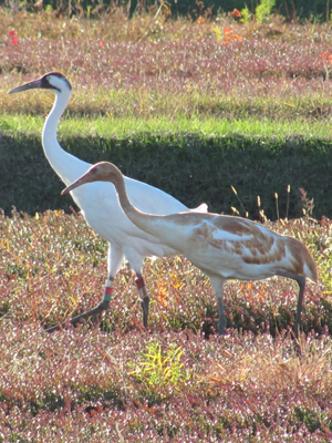 Whooping Crane adult and juvenile