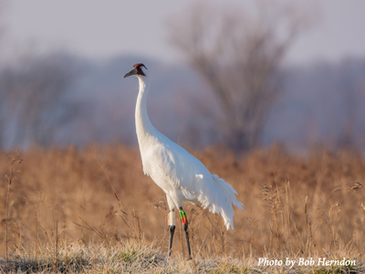 Whooping Crane, no. 4-11, on her wintering area at Goose Pond Fish and Wildlife Area.