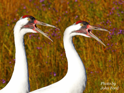 Whooping Cranes alarm calling at the International Crane Foundation