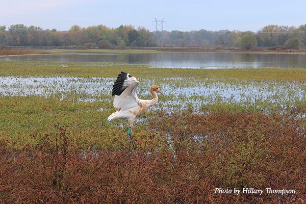 Juvenile Whooping Crane joins the Indiana flock this fall ...